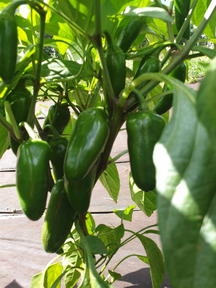 Chillies Jalapeño Mixed 100g  - Certified Organic Jalapeño Peppers