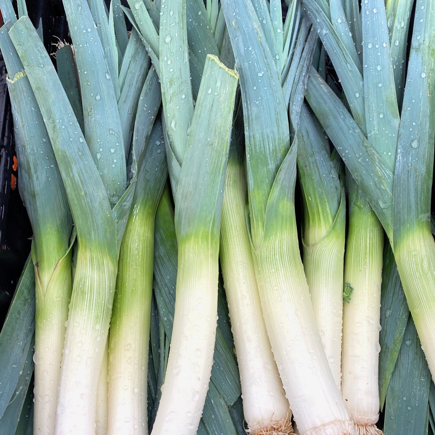 Leeks ( one large ) - Certified Organic Leeks