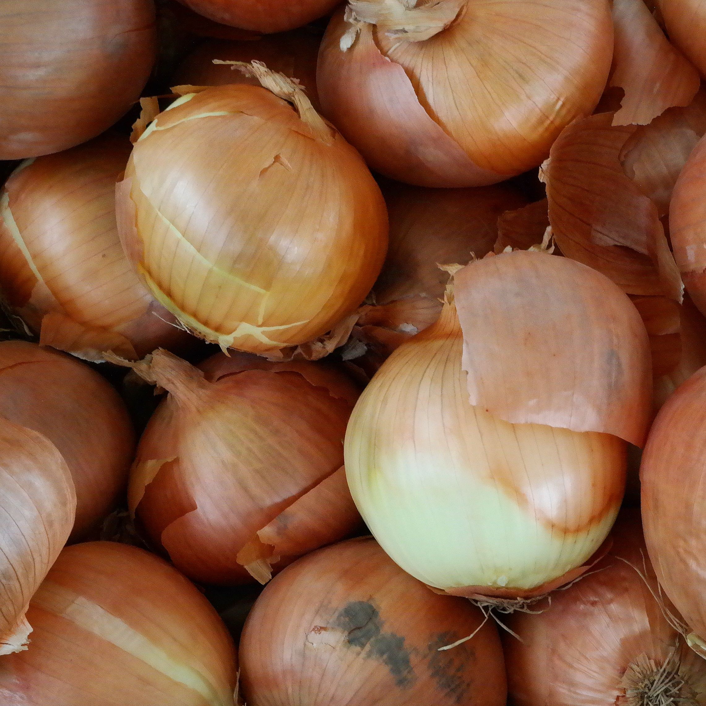 Onions Brown Queensland 1kg- Certified Organic Onions