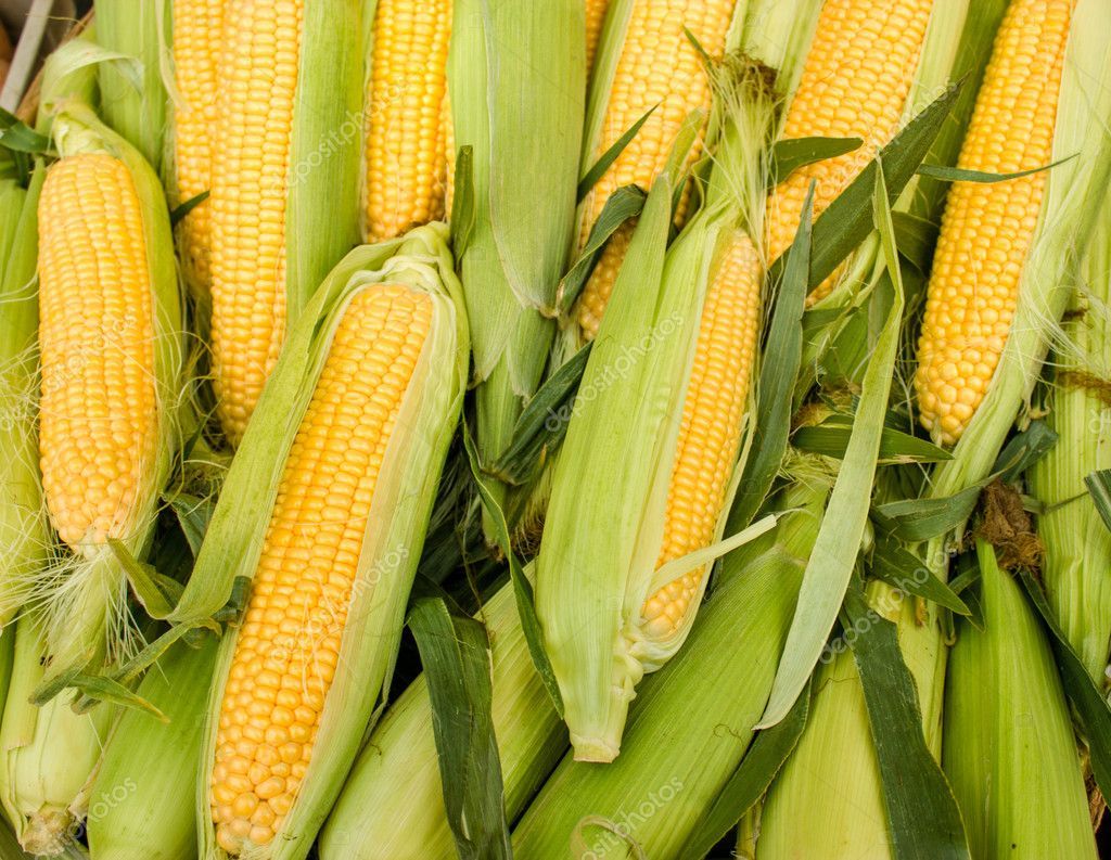 Corn Cob x 2  *LIMITED*- Certified Organic Corn on the Cob