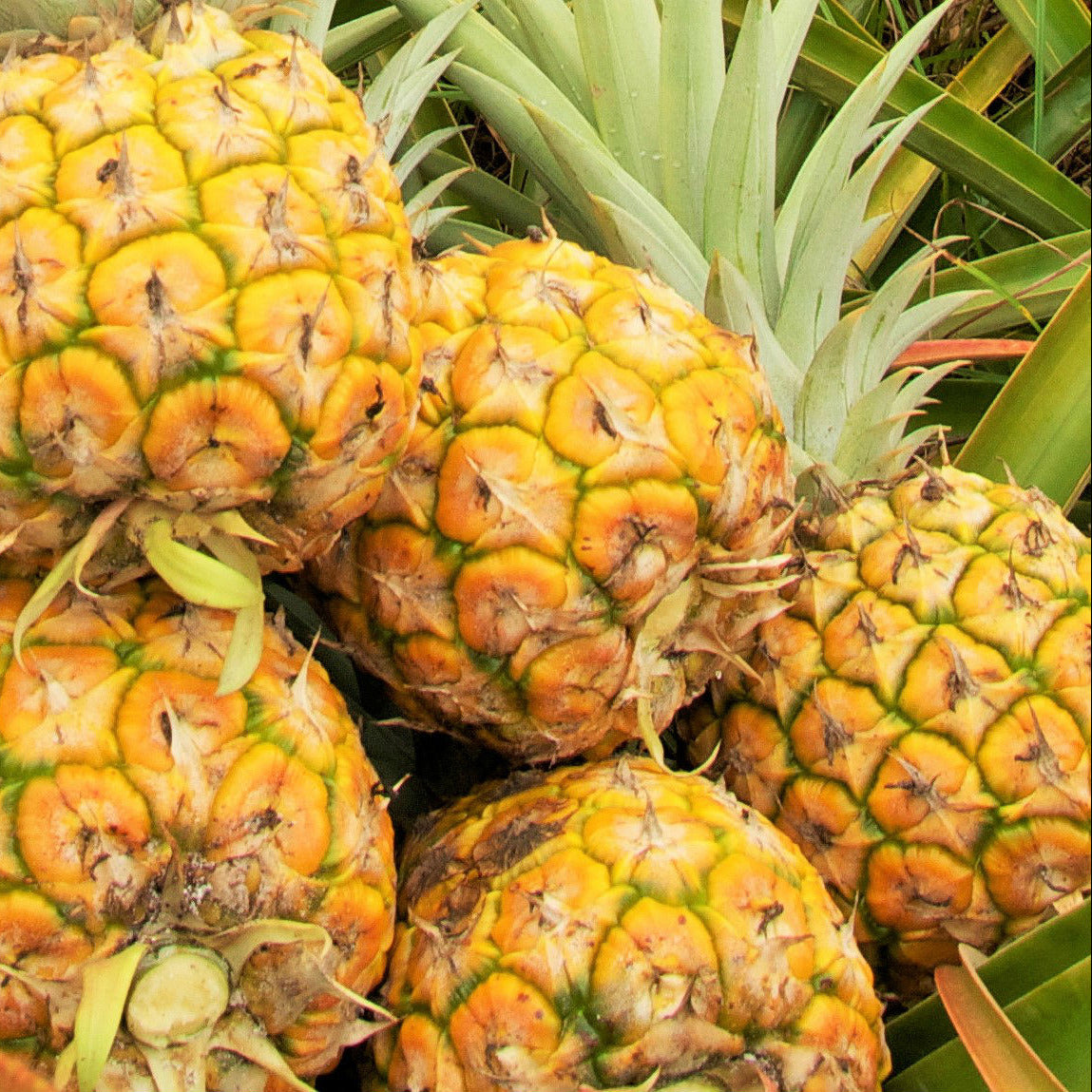 - Pineapple Organic - Certified Organic Pineapples