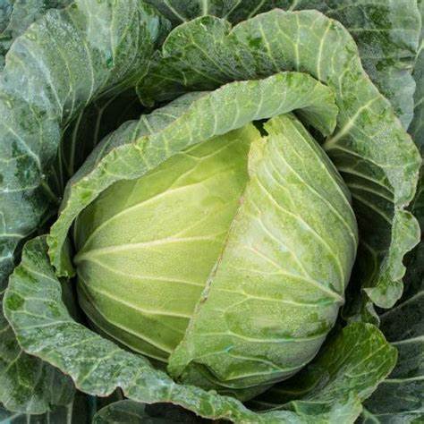 Cabbage Green  HALF - Certified Organic Cabbage